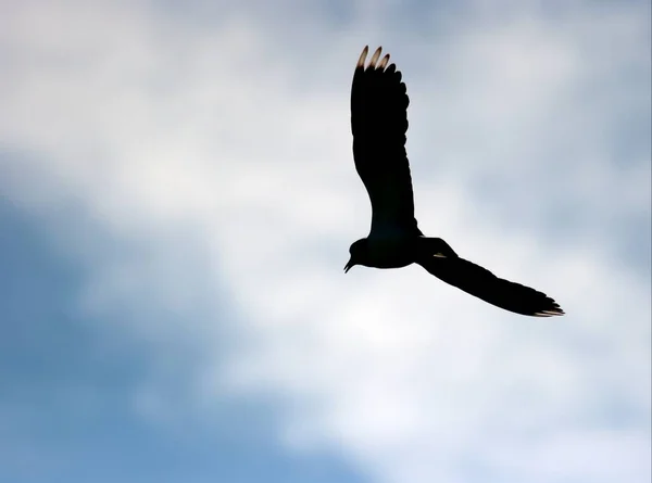 Силуэт Летающей Птицы Фоне Голубого Неба — стоковое фото