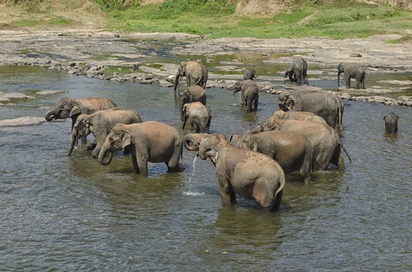 Elephants Water — Stock Photo, Image