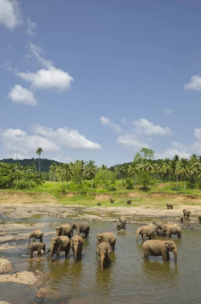Elefante Río Maha Oya Sri Lanka — Foto de Stock