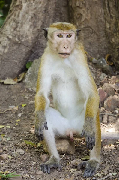 Rhesus Majom Kövön — Stock Fotó