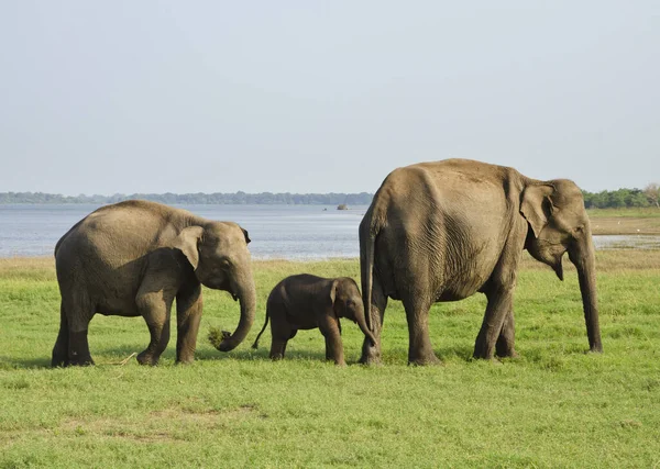 Elefantfamilj Sri Lanka — Stockfoto