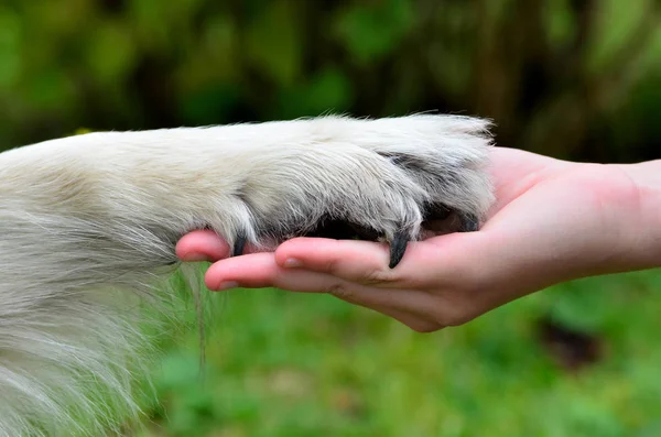 Protección Del Medio Ambiente Bienestar Animal Bienestar Los Animales —  Fotos de Stock