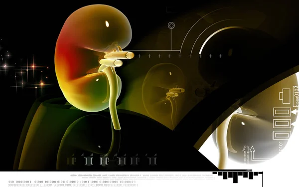 Ψηφιακή Απεικόνιση Νεφρού Έγχρωμο Φόντο — Φωτογραφία Αρχείου