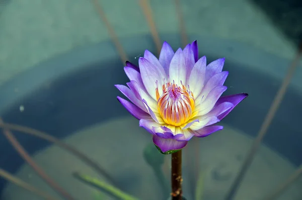 Purple Lotus Grows Pond — Stock Photo, Image