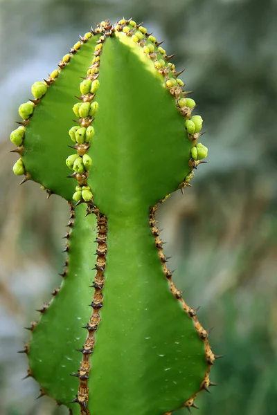 Piękne Botaniczne Ujęcie Naturalna Tapeta — Zdjęcie stockowe