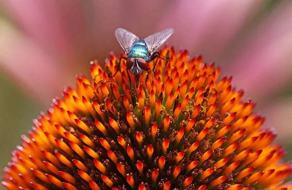 Closeup View Bug Nature — Stock Photo, Image