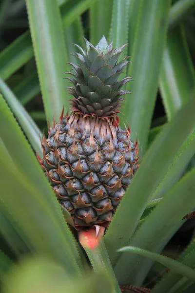 Färsk Ananas Fruktplantor — Stockfoto