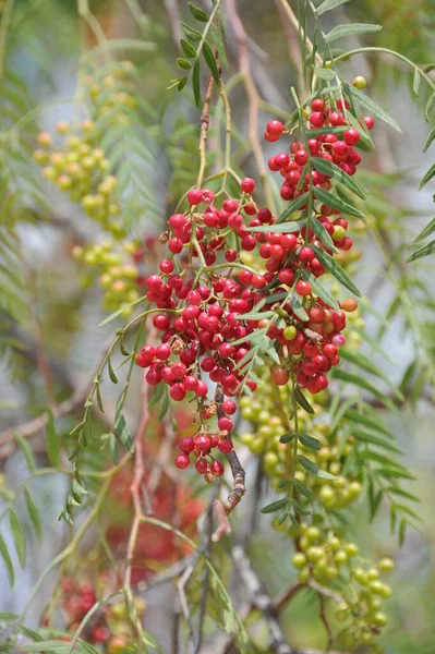 Pimienta Roja Árbol — Foto de Stock