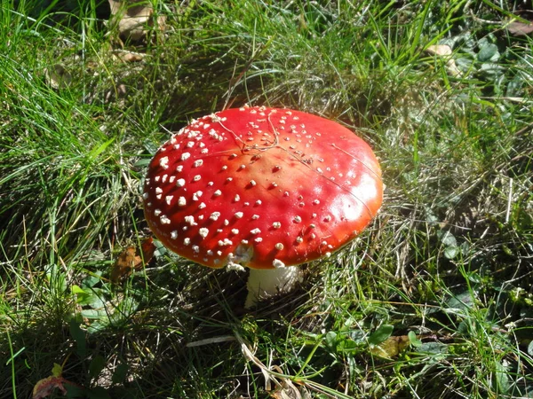 Widok Bliska Muchy Agaric Lesie — Zdjęcie stockowe