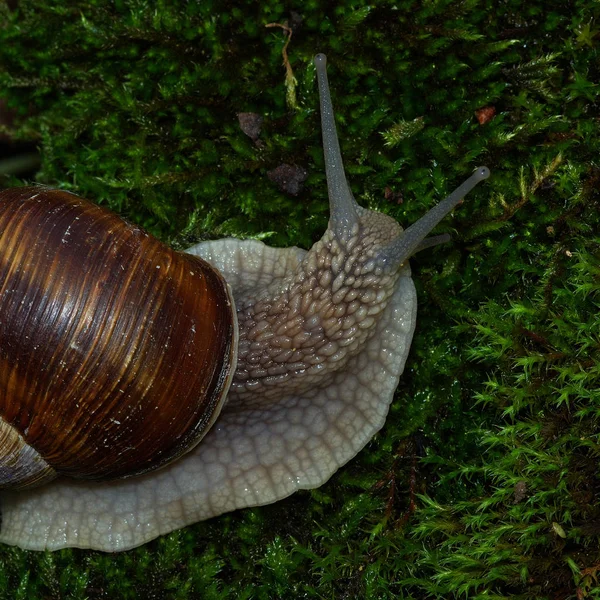 Snail Shelled Gastropod Animal — Stock Photo, Image