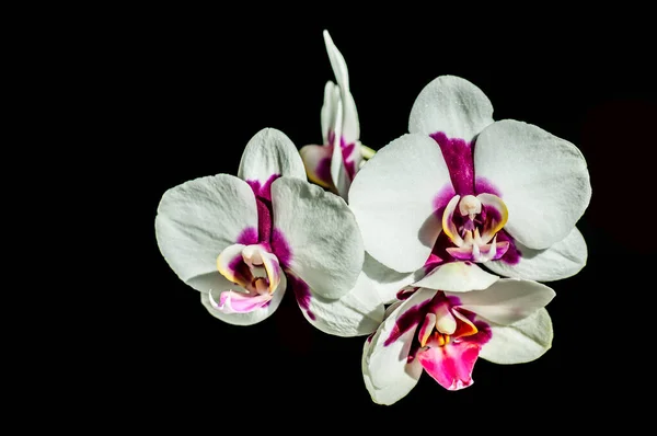 Orkide Çiçeği Flora — Stok fotoğraf