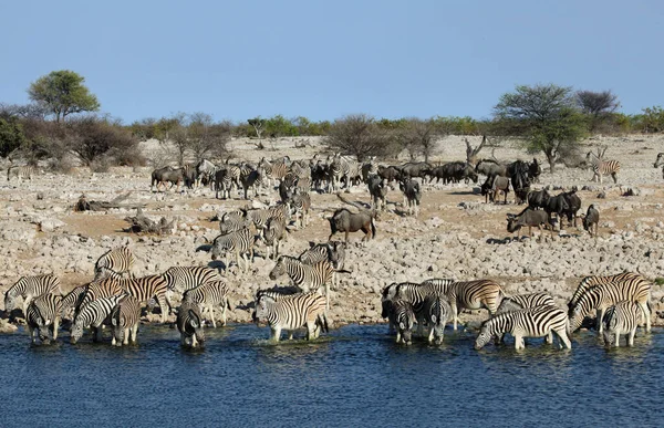 Dieren Bij Waterput Okaukuejo — Stockfoto