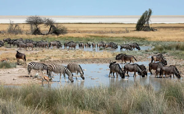 Zwart Wit Gestreept Zebra Dier Zoogdier — Stockfoto