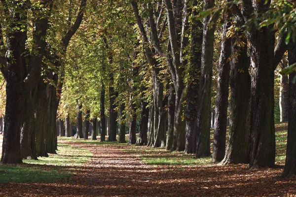 Sentiero Autunno Con Alberi Fogliame — Foto Stock