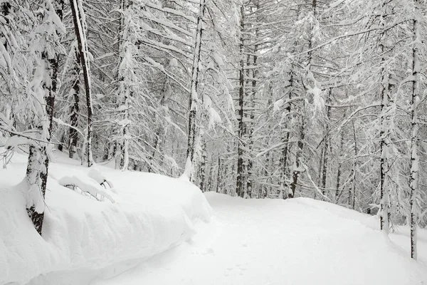 Floresta Coberta Neve Inverno — Fotografia de Stock