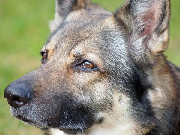 Retrato Perro — Foto de Stock