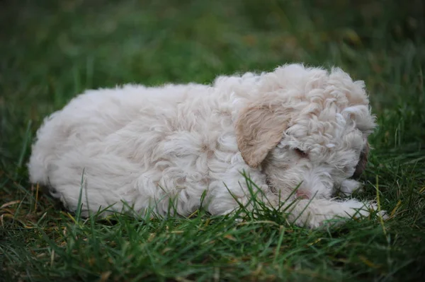 Porträt Eines Süßen Hundes — Stockfoto