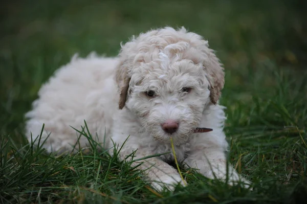 Porträt Eines Süßen Hundes — Stockfoto