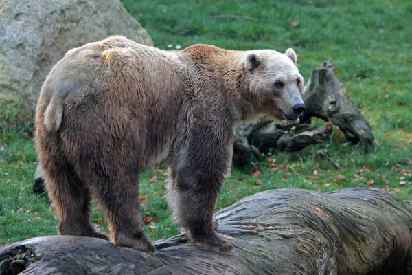 Brunbjörnsdjur Grizzly — Stockfoto