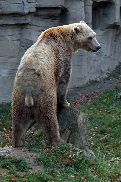 Brązowy Niedźwiedź Zwierzę Grizzly — Zdjęcie stockowe