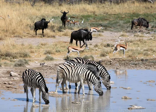 Randig Zebra Däggdjur — Stockfoto