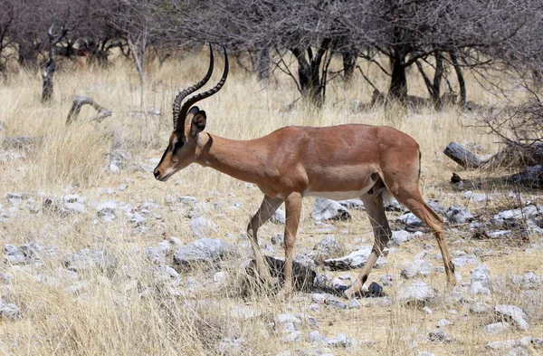 Impala Animal Foto Natureza Fauna Selvagem — Fotografia de Stock