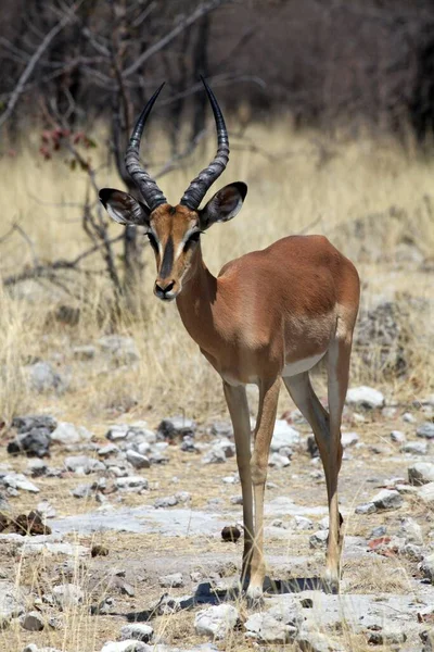 Impala Φωτογραφία Των Ζώων Στη Φύση Πανίδα Της Άγριας Ζωής — Φωτογραφία Αρχείου