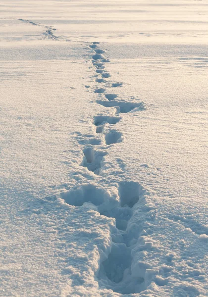 Pegadas Neve Que Estende Para Distância — Fotografia de Stock