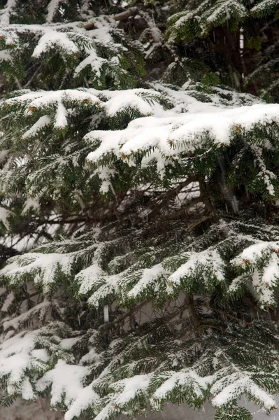 冬の松を覆う雪 — ストック写真