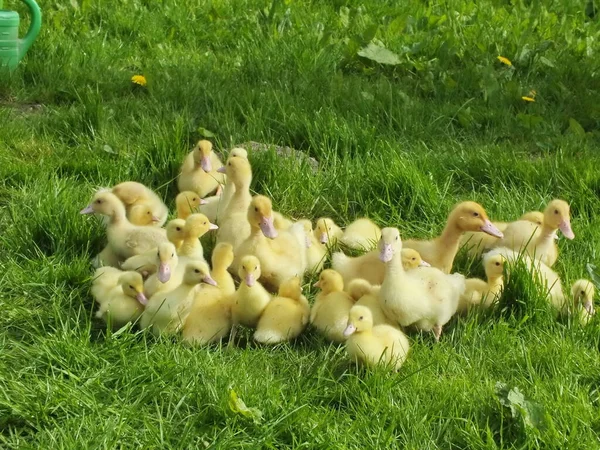 Patos Junco Campo Pouco Natal — Fotografia de Stock