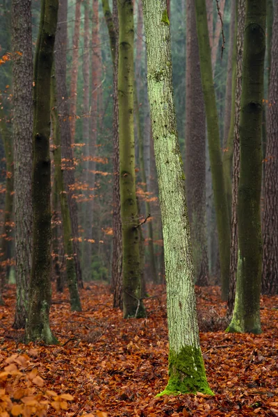 Höst Säsong Lövverk Höst Löv Flora — Stockfoto