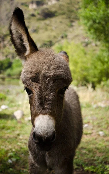 Donkey Animal Fauna Livestock — Stock Photo, Image