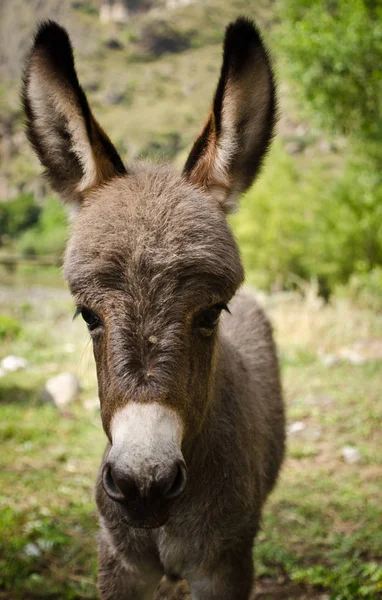 Animais Burro Fauna Gado — Fotografia de Stock