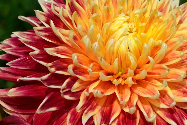 Вид Крупним Планом Красива Квітуча Далія — стокове фото