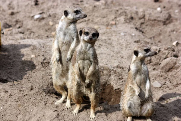 Vida Selvagem Meerkat Suricata Suricatta — Fotografia de Stock