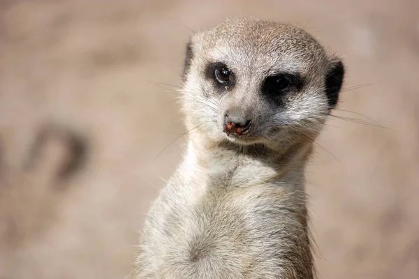 Aranyos Szurikáta Suricate Suricatta — Stock Fotó