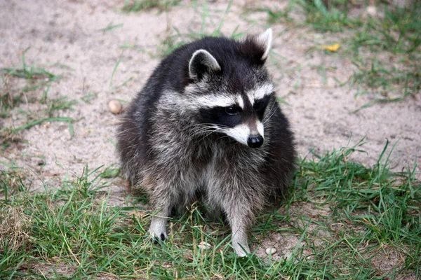 Raccoon Urso Animal Mamífero Roedor — Fotografia de Stock