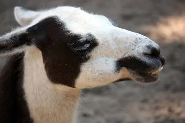 異なる動物に焦点を当て — ストック写真