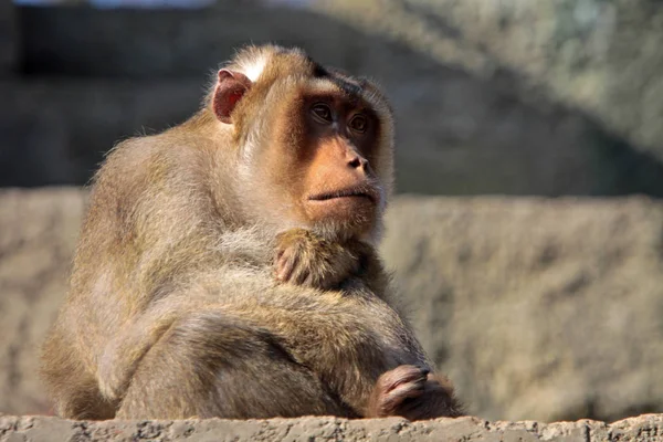 Detailní Záběr Zvířat Zoologické Zahradě — Stock fotografie