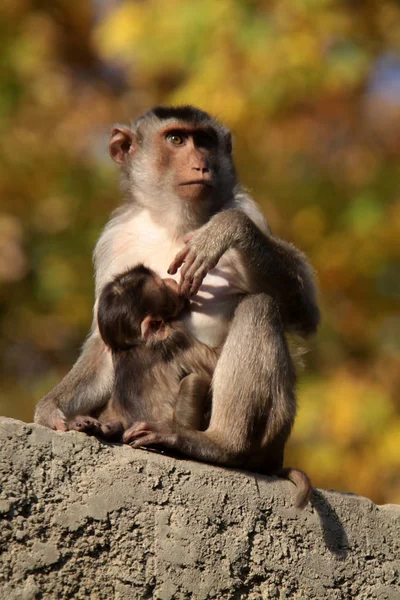 Pigtailed Macaque Мать Детенышем — стоковое фото