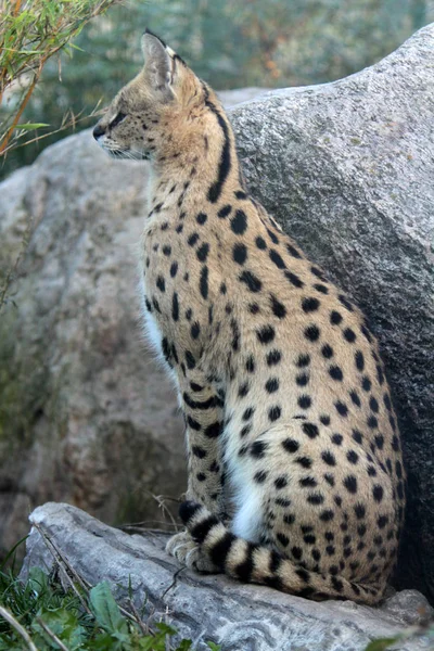 Noktalı Vahşi Kedi — Stok fotoğraf