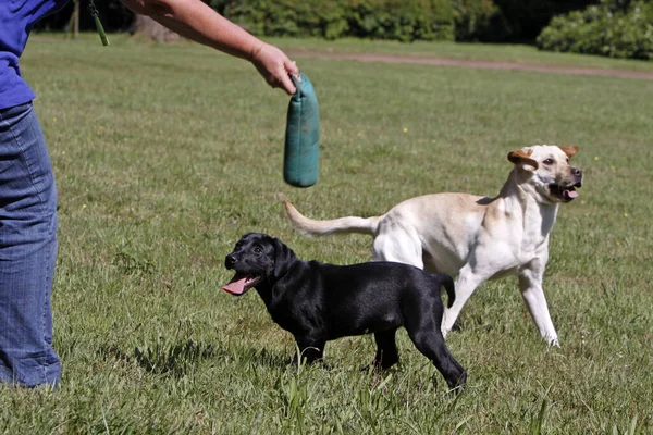 公園でラブラドールレトリバー犬を再生 — ストック写真