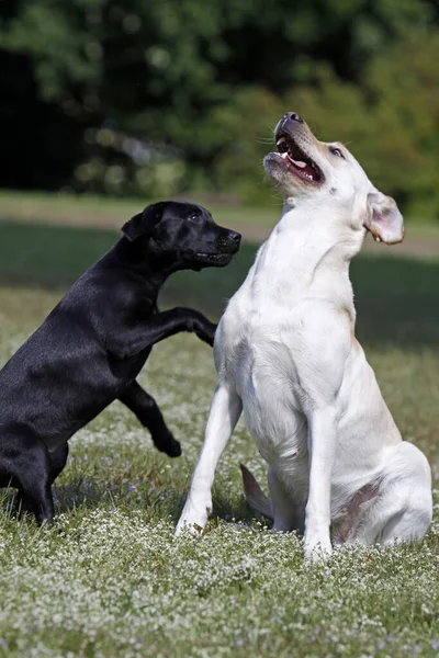 Grając Psy Labrador Retriever Parku — Zdjęcie stockowe