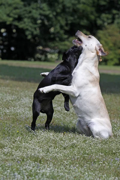 Playing Labrador Retriever Dogs Park — Stock Photo, Image