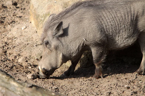 Closeup of animal at zoo