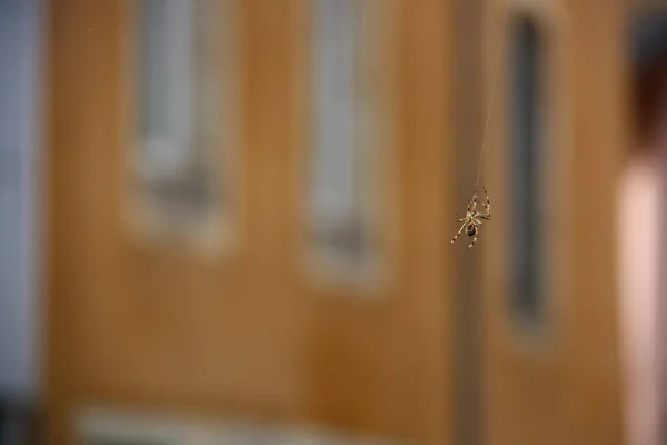 Aranha Assustadora Criatura Inseto — Fotografia de Stock