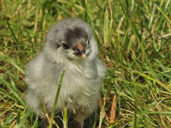 Een Dag Oud Kip Weinig Pluizig Chick — Stockfoto