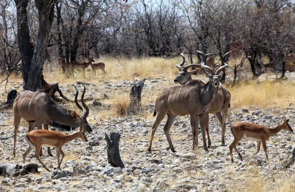 Kudus Und Schwarznasige Pickel — Stockfoto