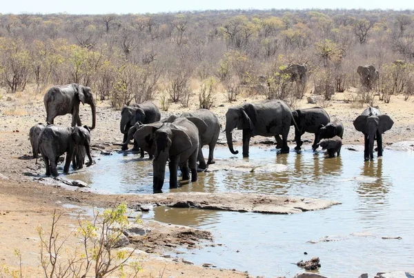 Elefántok Moringa Víznyelőnél Halaliban — Stock Fotó