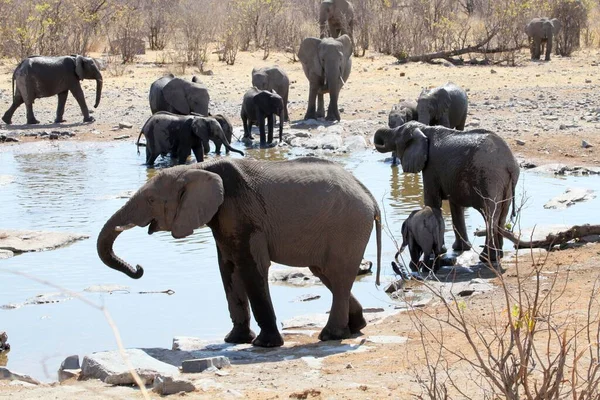 Elefántok Moringa Víznyelőnél Halaliban — Stock Fotó